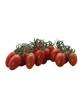 Pomodoro Datterino Bio Box 2,5 Kg