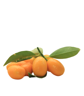 Kumquat Bio