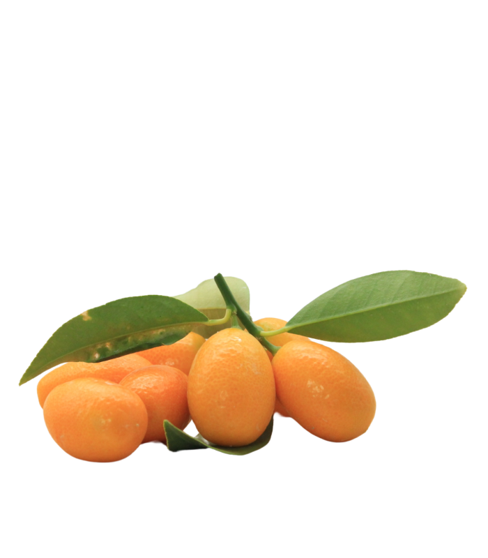 Kumquat Bio
