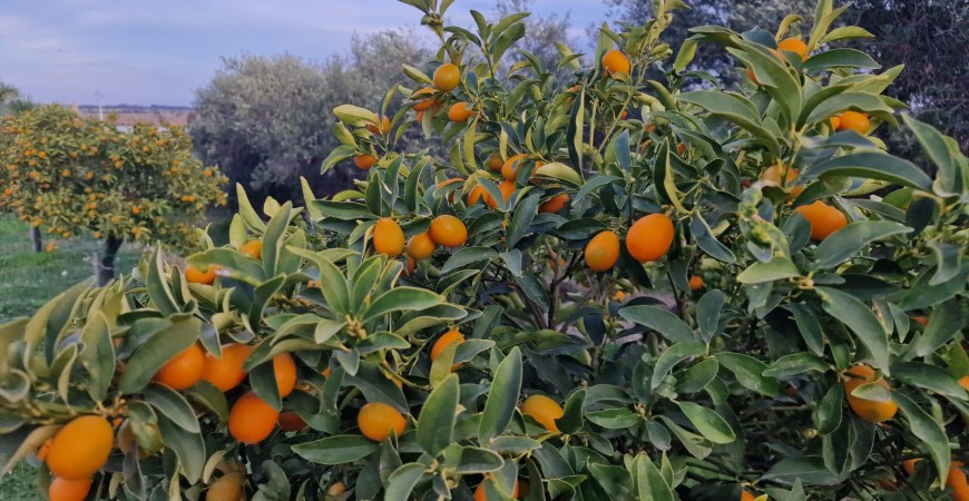 Il magico mondo del kumquat: una guida completa