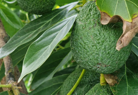 La Versatilità dell'Avocado Siciliano: Idee Creative per Utilizzarlo in Cucina