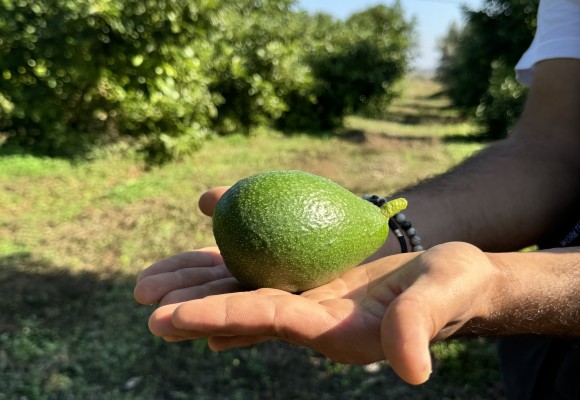 Blockchain e agricoltura biologica: la nuova frontiera della trasparenza alimentare