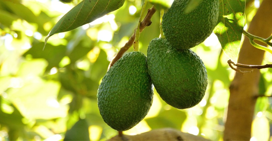 Avocado La Collina Bio: gusto esclusivo e benessere 100% siciliano