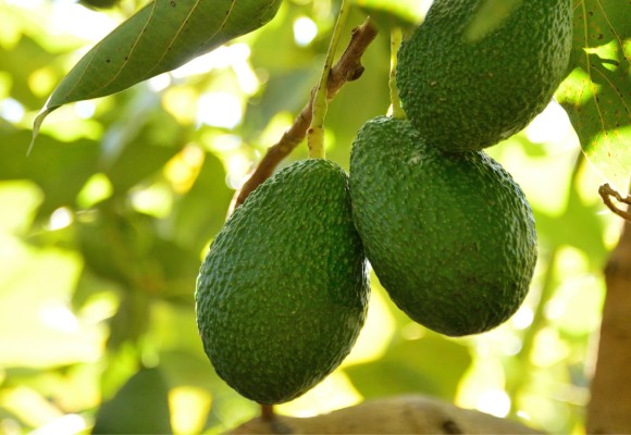 Avocado La Collina Bio: gusto esclusivo e benessere 100% siciliano
