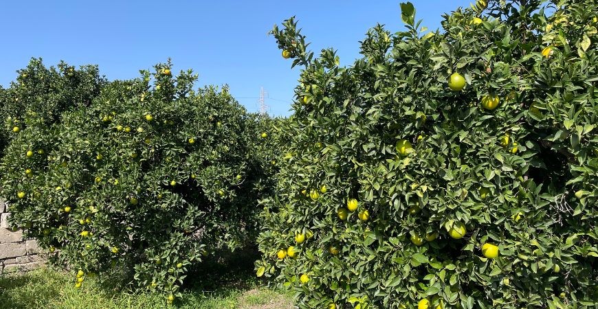 Prodotti biologici e frutta fresca come simbolo dei benefici di un’alimentazione biologica naturale e sostenibile.