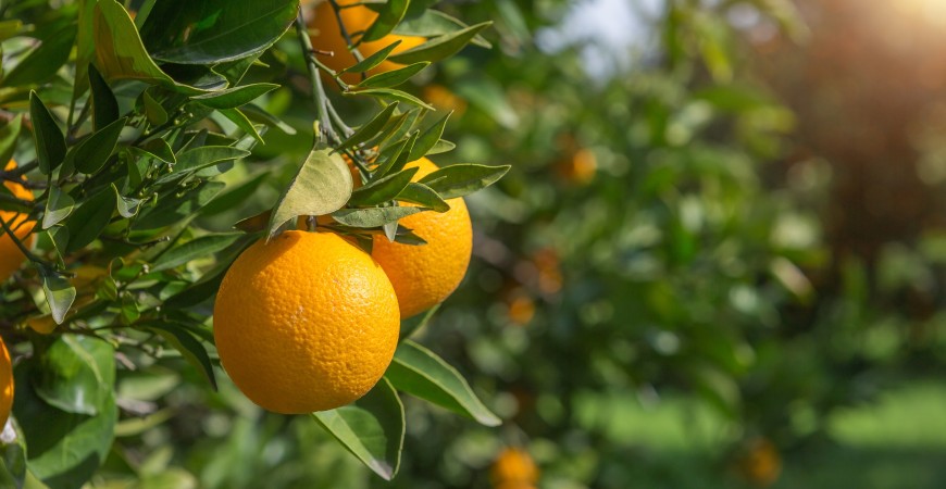 Arance biologiche di Sicilia coltivate da La Collina Bio, simbolo di gusto autentico e qualità naturale.