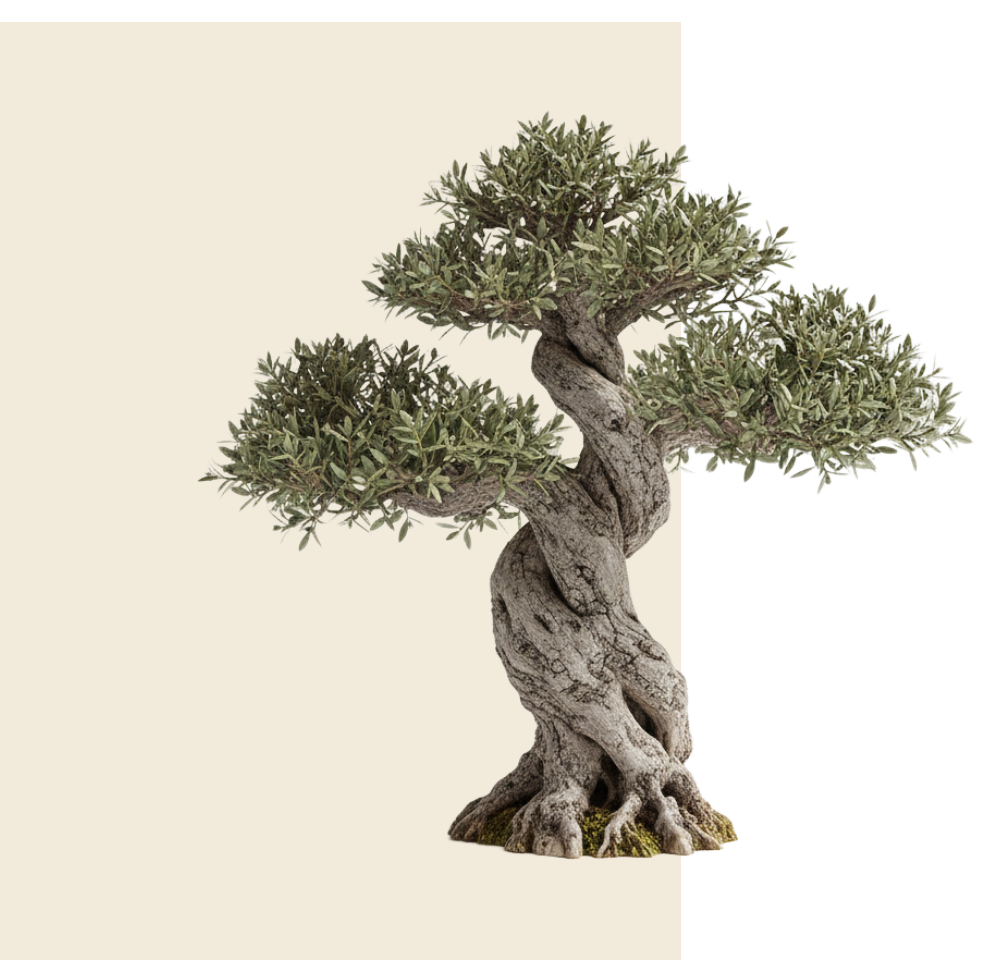 Ulivo secolare, simbolo del paesaggio mediterraneo e delle visite in azienda de La Collina Bio.